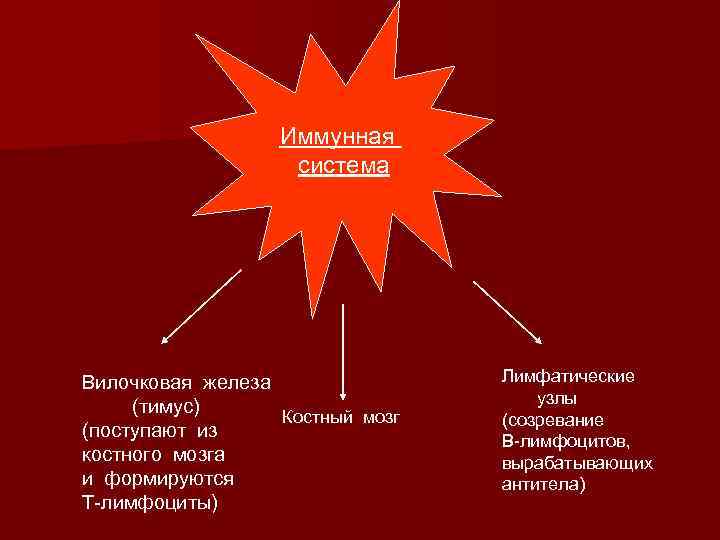 Иммунная система Вилочковая железа (тимус) Костный мозг (поступают из костного мозга и формируются Т-лимфоциты)
