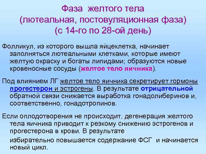 Фаза желтого тела (лютеальная, постовуляционная фаза) (с 14 -го по Фаза желтого тела (лютеальная, постовуляционная фаза) (с 14 -го по