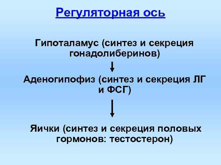 Регуляторная ось Гипоталамус (синтез и секреция гонадолиберинов) Аденогипофиз (синтез и Регуляторная ось Гипоталамус (синтез и секреция гонадолиберинов) Аденогипофиз (синтез и