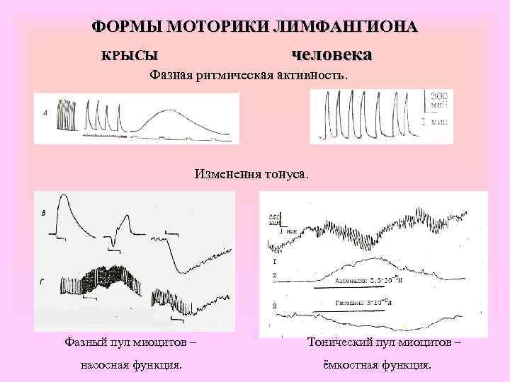   ФОРМЫ МОТОРИКИ ЛИМФАНГИОНА КРЫСЫ    человека   Фазная ритмическая