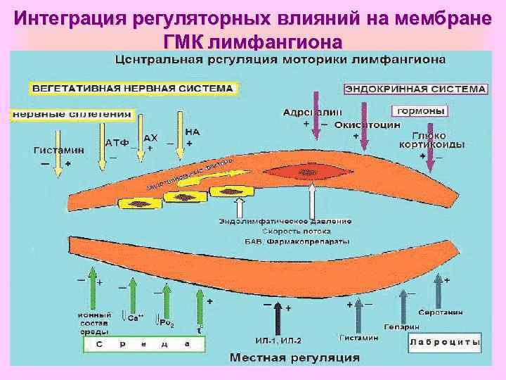 Интеграция регуляторных влияний на мембране    ГМК лимфангиона 