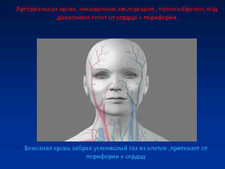 Артериальная кровь, насыщенная кислородом , толчкообразно, под давлением течет от сердца к Артериальная кровь, насыщенная кислородом , толчкообразно, под давлением течет от сердца к