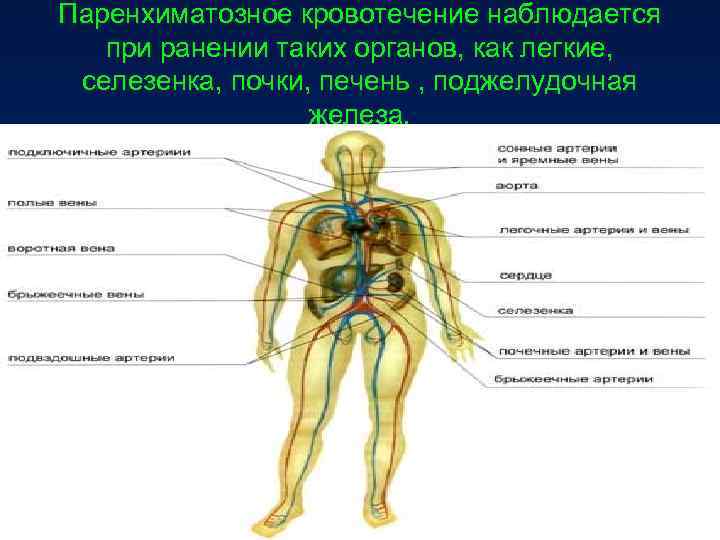 Паренхиматозное кровотечение наблюдается при ранении таких органов, как легкие, селезенка, почки, печень , Паренхиматозное кровотечение наблюдается при ранении таких органов, как легкие, селезенка, почки, печень ,