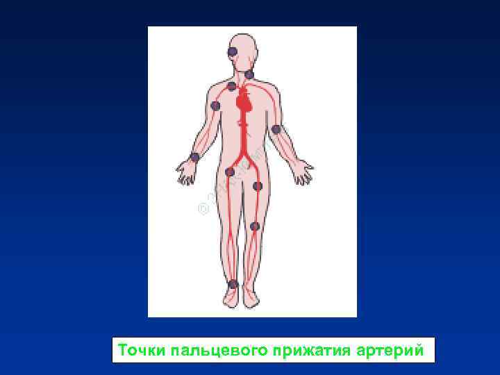 Точки пальцевого прижатия артерий Точки пальцевого прижатия артерий
