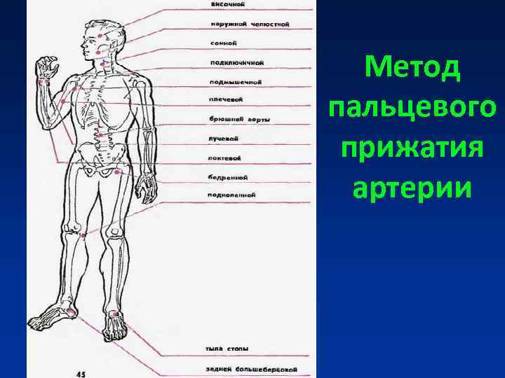 Рисунок названием артерий и костей к которым осуществляется прижатие артерии при кровотечении