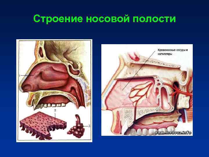 Строение носовой полости Строение носовой полости