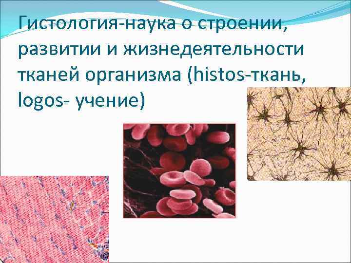 Гистология-наука о строении, развитии и жизнедеятельности тканей организма (histos-ткань, logos- учение) 