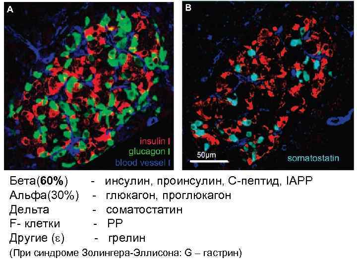 Бета(60%)  -  инсулин, проинсулин, С-пептид, IAPP Альфа(30%)  -  глюкагон, проглюкагон