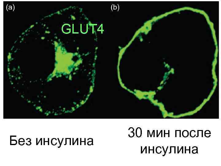 GLUT 4 Без инсулина 30 мин после инсулина 