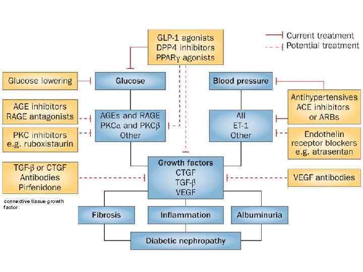 connective tissue growth factor 