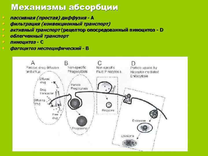   Механизмы абсорбции  •  пассивная (простая) диффузия - А • 