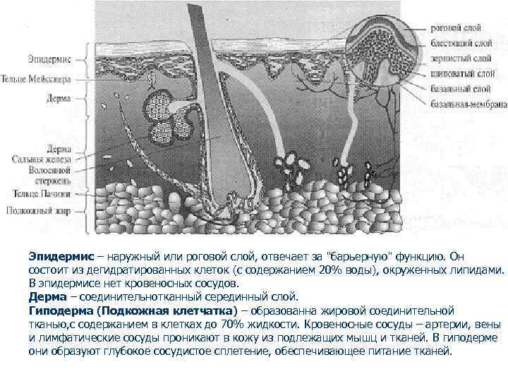 Эпидермис – наружный или роговой слой, отвечает за Эпидермис – наружный или роговой слой, отвечает за
