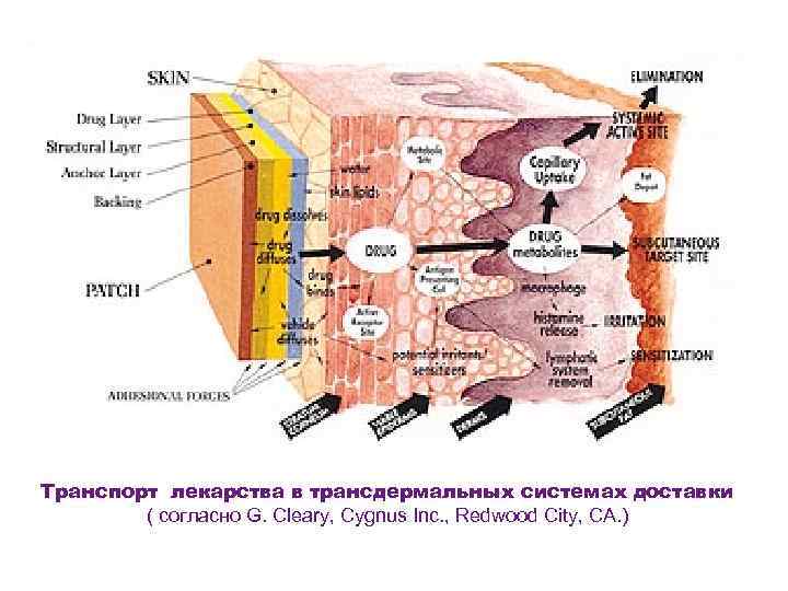 Транспорт лекарства в трансдермальных системах доставки ( согласно G. Cleary, Cygnus Inc. Транспорт лекарства в трансдермальных системах доставки ( согласно G. Cleary, Cygnus Inc.