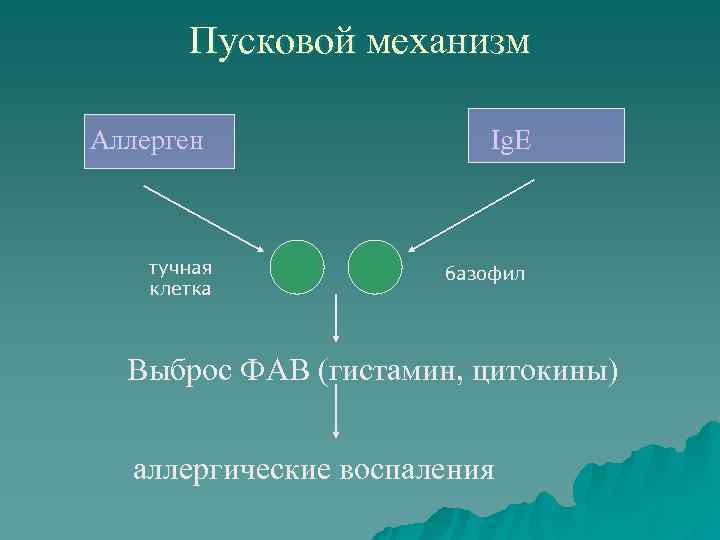   Пусковой механизм Аллерген   Ig. E  тучная   базофил