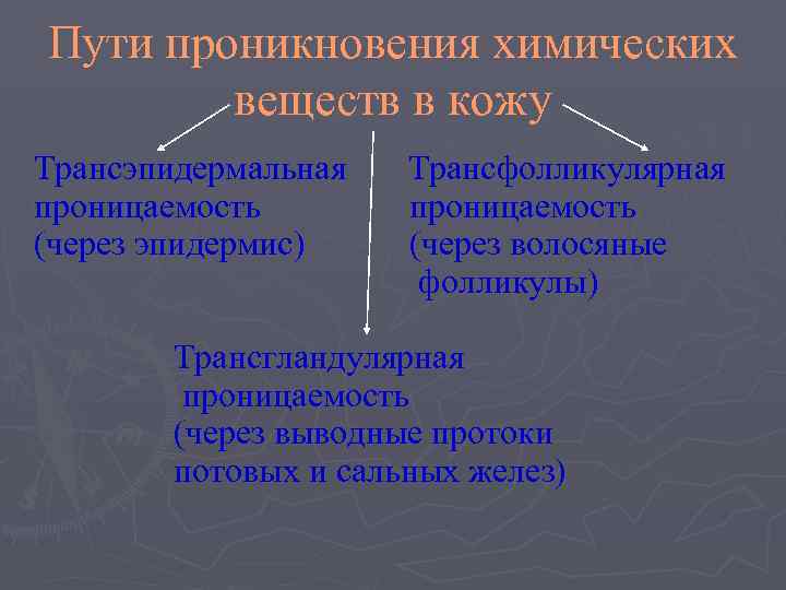Пути проникновения химических   веществ в кожу Трансэпидермальная  Трансфолликулярная проницаемость (через эпидермис)