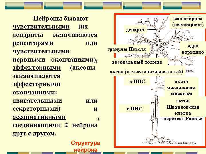   Нейроны бывают      тело нейрона чувствительными (их 