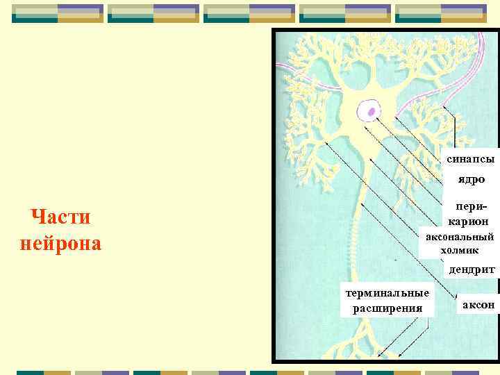     синапсы      ядро  