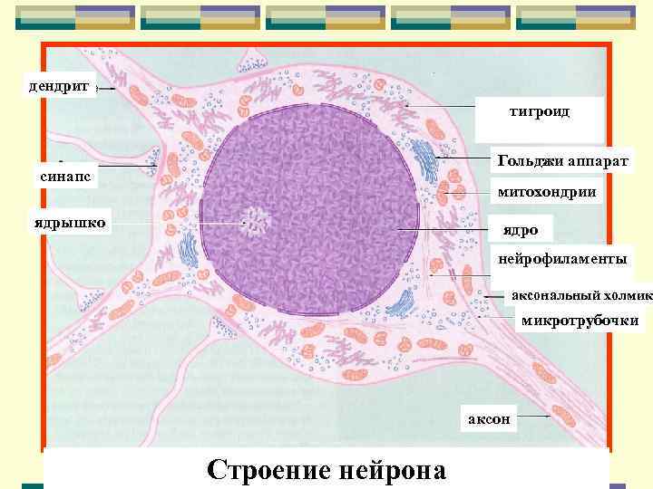 дендрит       тигроид      Гольджи