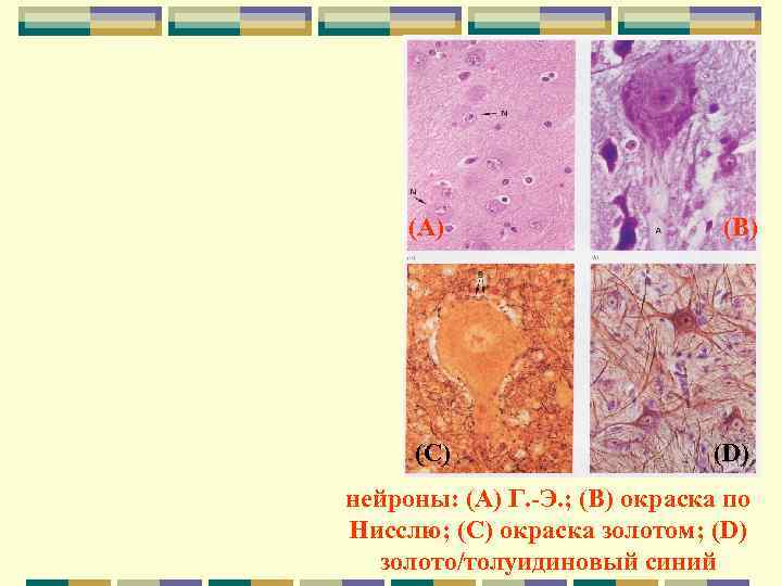  (A)    (B)   (C)     (D)