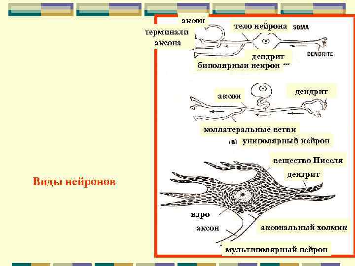      аксон       тело нейрона