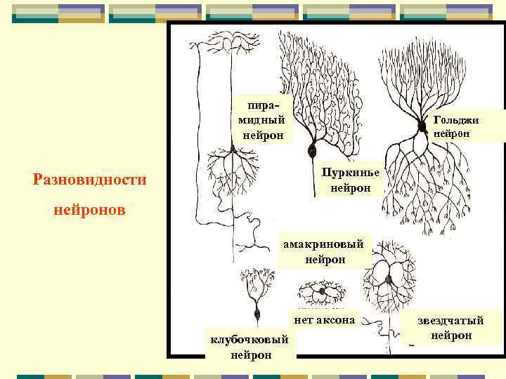      пира-    мидный    