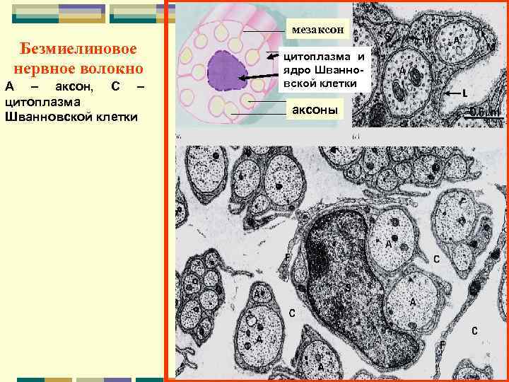 Безмиелиновые нервные волокна гистология рисунок