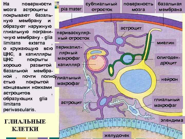 На  поверхности    субпиальный поверхность базальная мозга астроциты  pia mater