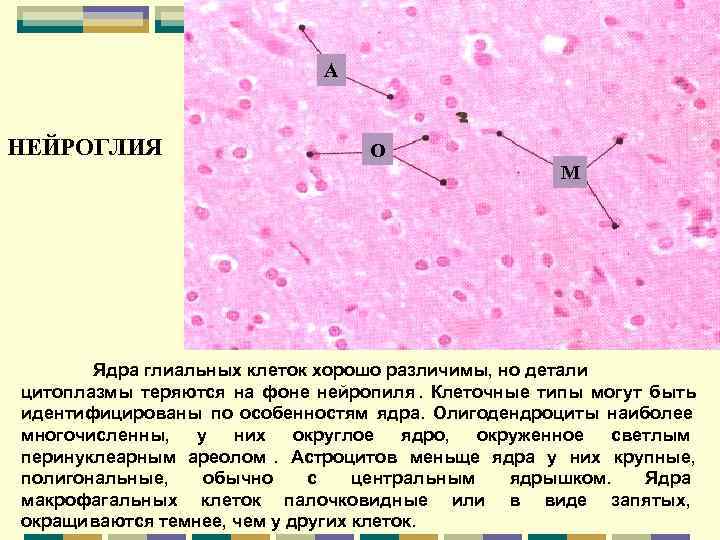      А  НЕЙРОГЛИЯ    О  