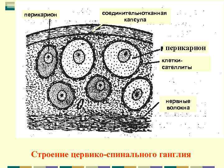 перикарион  соединительнотканная     капсула      