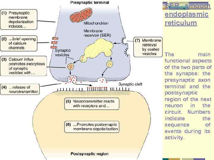 SER, smooth endoplasmic reticulum  The   main functional aspects of the two