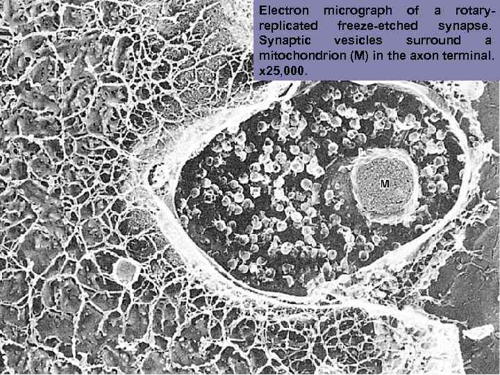 Electron micrograph of a rotary- replicated freeze-etched  synapse. Synaptic  vesicles surround a