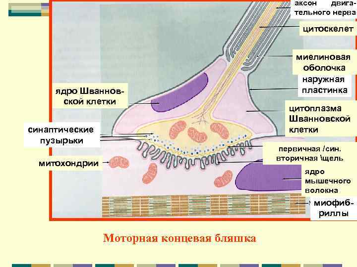     аксон  двига-    тельного нерва  