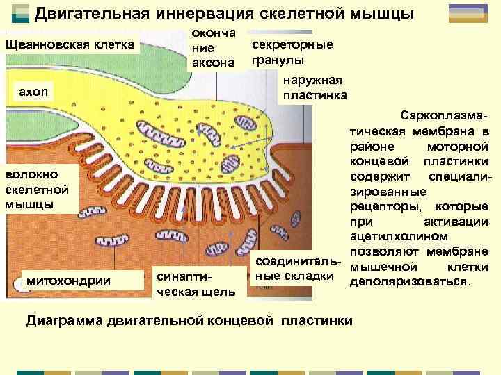   Двигательная иннервация скелетной мышцы     оконча Щванновская клетка 
