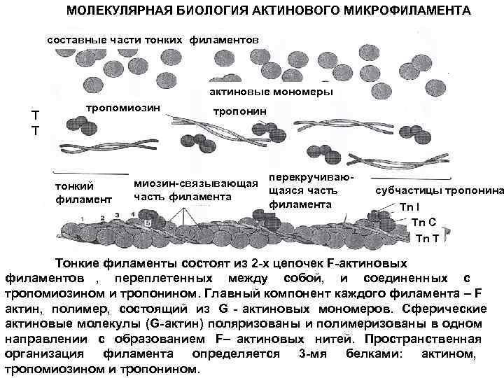    МОЛЕКУЛЯРНАЯ БИОЛОГИЯ АКТИНОВОГО МИКРОФИЛАМЕНТА   составные части тонких филаментов 