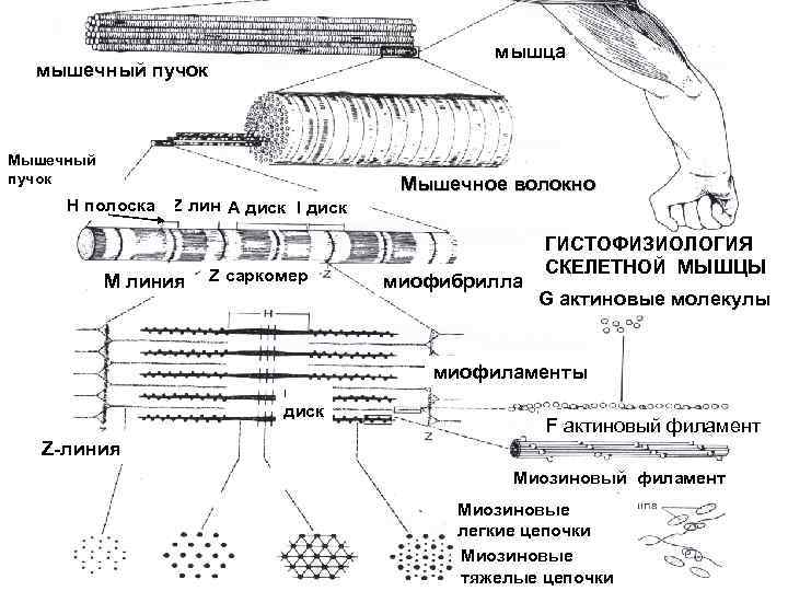 Схема строения мышечного волокна