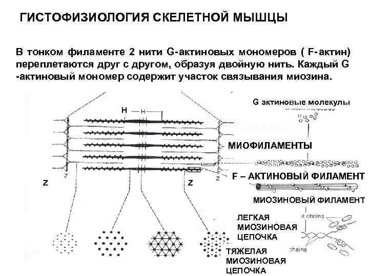 Сокращение скелетных мышц. Механизмы сокращения гладких мышечных волокон. Актиновые филаменты скелетной мышечной. Гистофизиология мышечного сокращения. Механизм мышечного сокращения гистология.