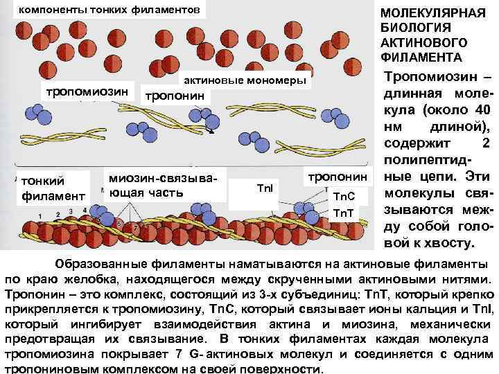  компоненты тонких филаментов     МОЛЕКУЛЯРНАЯ     БИОЛОГИЯ