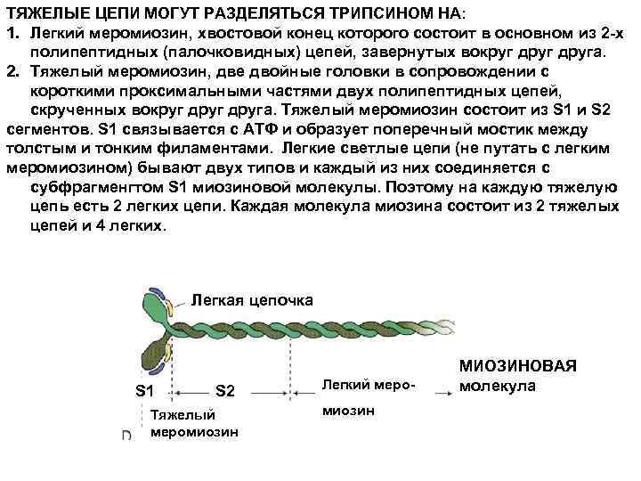 Белок миозин 2. Миозин структура белка. Строение молекулы миозина. Киназа легкой цепи миозина. Структура миозина.