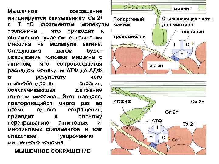 Сокращение мышечной ткани