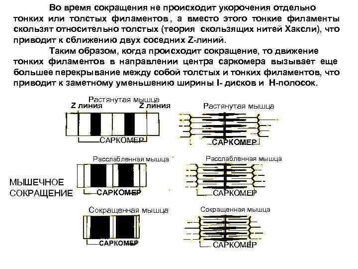 Нарисуйте саркомер в состоянии расслабления и полного сокращения
