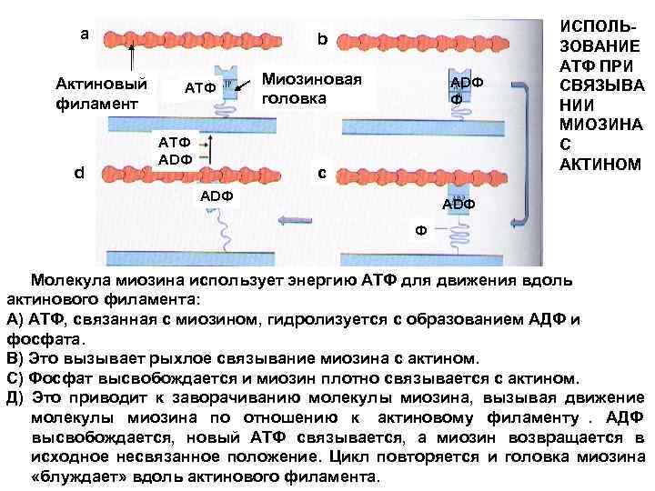 Миозин актиновая нить