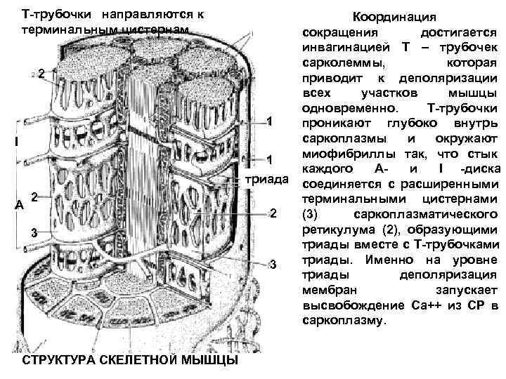   T-трубочки направляются к    Координация терминальным цистернам.   