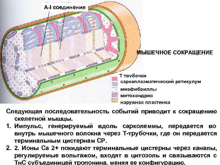 Цистерна митохондрии