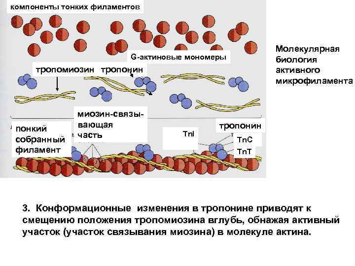 Актин ткань. Актин тропонин тропомиозин схема. Микрофиламенты актин. Тропонин и тропомиозин. Микрофиламенты миозина.