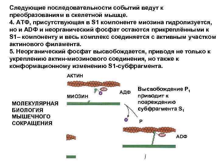 Следующие последовательности событий ведут к преобразованиям в скелетной мышце. 4. АТФ, присутствующая в S
