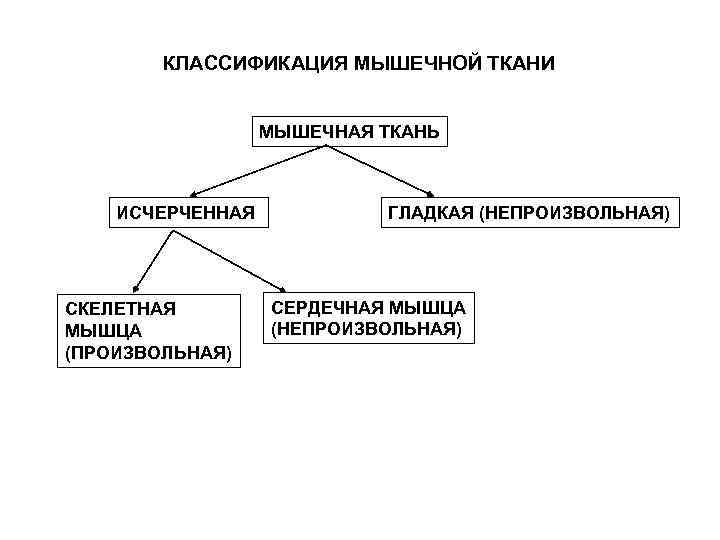   КЛАССИФИКАЦИЯ МЫШЕЧНОЙ ТКАНИ     МЫШЕЧНАЯ ТКАНЬ  ИСЧЕРЧЕННАЯ 