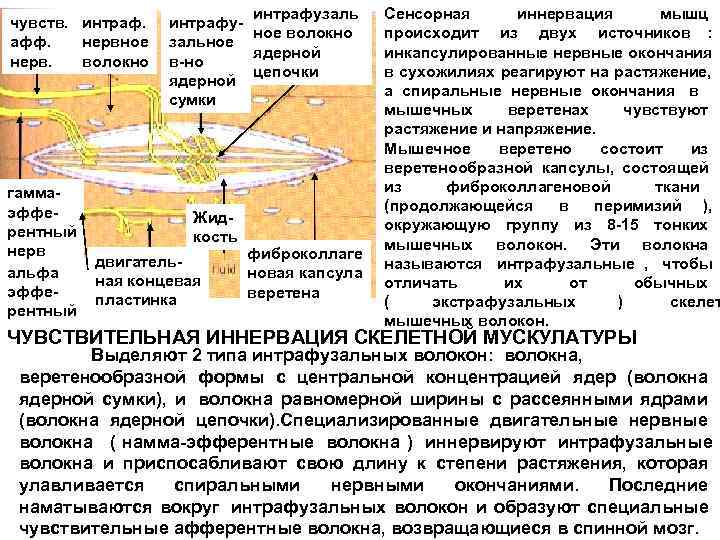       интрафузаль  Сенсорная иннервация  мышц чувств. интрафу-