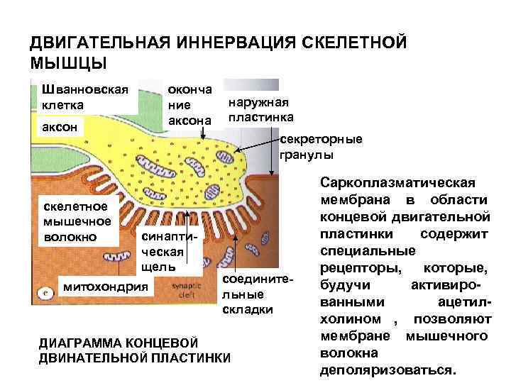 ДВИГАТЕЛЬНАЯ ИННЕРВАЦИЯ СКЕЛЕТНОЙ МЫШЦЫ Шванновская оконча клетка  ние наружная    аксона