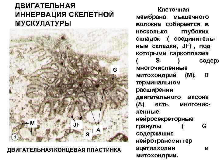  ДВИГАТЕЛЬНАЯ      Клеточная  ИННЕРВАЦИЯ СКЕЛЕТНОЙ  мембрана мышечного