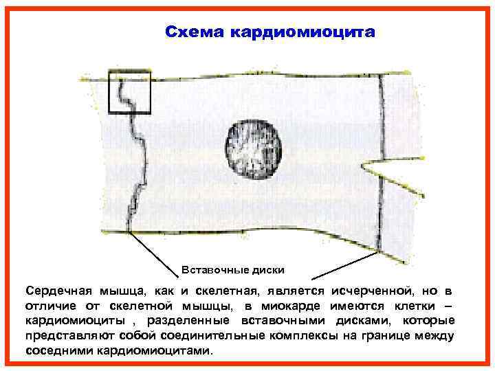      Схема кардиомиоцита     Вставочные диски Сердечная